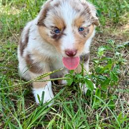 Purple - Daisy - Red merle female Australian Shepherd puppy in Iola, Texas from MK Aussies