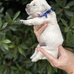 Golden Retriever Puppies from Sanctuary Ranch Goldens