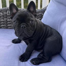Booker - French Bulldog