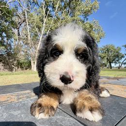 Big Tricolor Girl 2 - Tri-color female Bernedoodle puppy in Sioux Falls, South Dakota from WhiskeyCreek Doodles