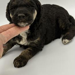 Typhoon - Phantom male Poodle puppy in Wheatland, California from Sapphire Ridge Poodles
