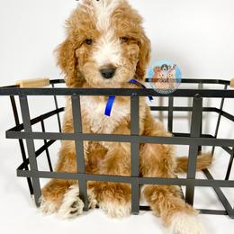 Aussiedoodle and Goldendoodle Puppies from Dandy Doodle Ranch