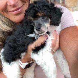 Rey - Silver female Poodle puppy in Sperry, Oklahoma from PuppyLove Poodles