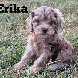 Erika with training - Merle female Cockapoo puppy in Boonville, North Carolina from Doods & Dolls