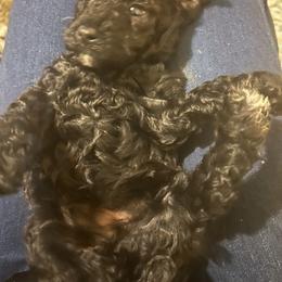 Poodle Puppies from Poodle Parade