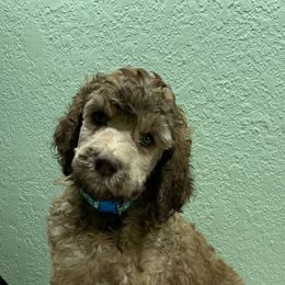Goldendoodle and Poodle Puppies from Heartland Poodles and Doodles