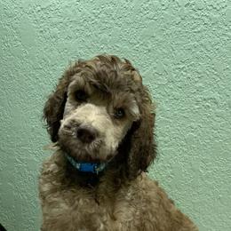 Goldendoodle and Poodle Puppies from Heartland Poodles and Doodles