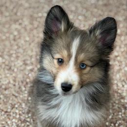 Brownie - Wolf sable female Pomsky puppy in Magnolia, Texas from Solace Shelties and Pomskies