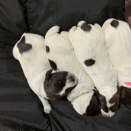 Wirehaired Pointing Griffon Puppies from Happy Hollow Griffons