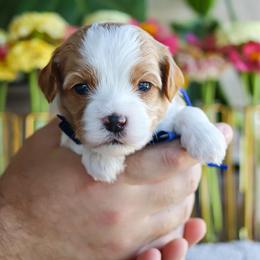 Cannon - Blenheim male Cavapoo puppy in Salado, Texas from Red Ranch Dogs