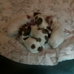 Boy 1 - Tri-color male Coton de Tulear puppy in Fresno, California from Helmvine Cotons, Helmvinecotons.net