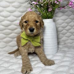Clover - Red  male Goldendoodle puppy in Waterloo, Illinois from Ashly Miller