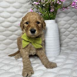 Clover - Red  male Goldendoodle puppy in Waterloo, Illinois from Ashly Miller