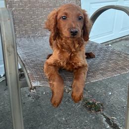 Red - Red  male Goldendoodle puppy in Centralia, Missouri from Oodles Of Doodles Mo.