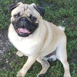 Boxers and Pugs from Willowbranch Canine Companions