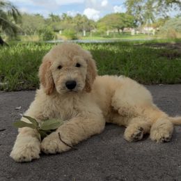 Chase - Cream male Goldendoodle puppy in Hollywood, Florida from Royal Goldendoodle
