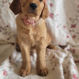 Golden Retriever Puppies from PDA Goldens