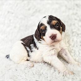 Gatsby - Brown and white male Bernedoodle puppy in Gaylord, Michigan from Dog Mom Co. Doodles