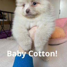 Pomeranian Puppies from Highlander Pomeranians