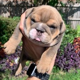 Bulldogs from Brady’s Bulldogs