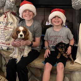 Cavalier King Charles Spaniel Puppies from Colorful Cavaliers