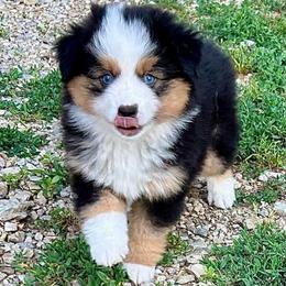 Girl 5 Liberty - Black tri female Miniature Australian Shepherd puppy in Bristow, Iowa from Pine Ridge Toy and Mini Aussies