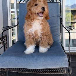 Goldendoodle puppies from Adored Poodle & Doodles