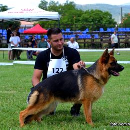 Ully - German Shepherd