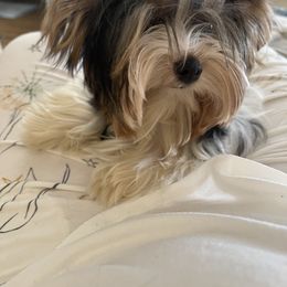 Biewer Terrier All Grown Up from Puppy boutique