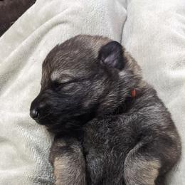 German Shepherd Puppies from Reign Land