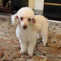 Sir Elton John - Cream male Poodle puppy in Greenville, South Carolina from Wendy's House Of Poodles LLC
