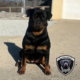 Simone - Rottweiler