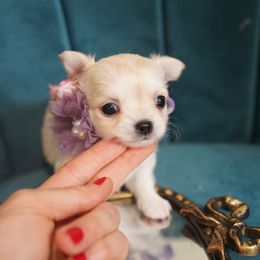 Kimberly 6000 - Cream and white female Chihuahua puppy in Miami, Florida from Natalias Tiny Chihuahuas