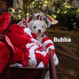 Bubba - White male Maltese puppy in Terrell, Texas from PBJ Farms