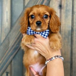 Milo - Ruby male Cavalier King Charles Spaniel puppy in Spring Hill, Florida from Parisian Puppies