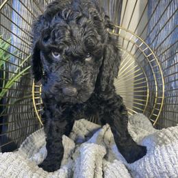 Labradoodle Puppies from Honey Doodle Farm