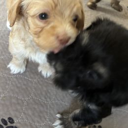 Red male - Red male Havanese puppy in East Lansing, Michigan from VanCort's Happy Havanese