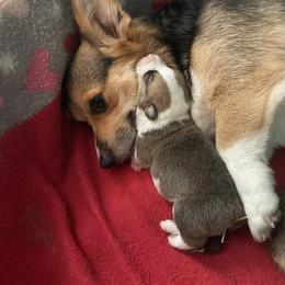 Pembroke Welsh Corgi Puppies from Annwyl McCorgis