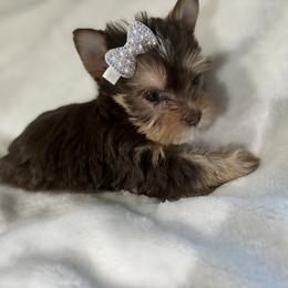 Yorkshire Terrier Puppies from Kruz Kennels