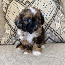 Tootsie - Chocolate merle female Bernedoodle puppy in Lamar, Colorado from Jozlyn’s Pups