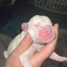 Bo - White Boxer puppy in Waynetown, Indiana from Rowe’s Royal Boxers