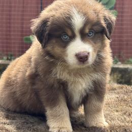 Forrest - Red tri male Miniature Australian Shepherd puppy in Williamson County, Texas from Raising Star Ranch Toy and Mini Aussies