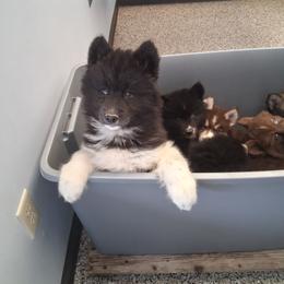 Cross - Black female Siberian Husky puppy in West Liberty, Ohio from Skyfallsiberians
