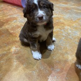 Australian Shepherd and Miniature Australian Shepherd Puppies from Integrity Aussies Tx
