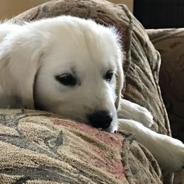 Golden Retriever Puppies from Wendy Olaussen's Golden Retrievers