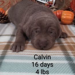 Calvin - Silver male Dilute Retriever puppy in Madras, Oregon from GT Labradors