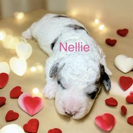 Nellie - Merle female Goldendoodle puppy in North Branch, Michigan from Graceful Miniature Goldendoodles