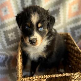 Shamrock - Black tri-color male Australian Shepherd puppy in Clover, South Carolina from Jo’s Aussies