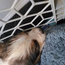 English Springer Spaniel Puppies from Savannah River Springers