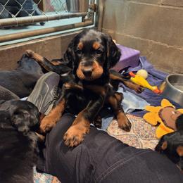 Gordon Setter puppies from Katherine's Golden Retrievers, Gordon Setters, and English Setters